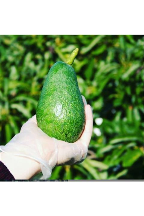 AnamurBurada Avokado 12li Paket Fourte (240gr/üstü)+1kg Limon