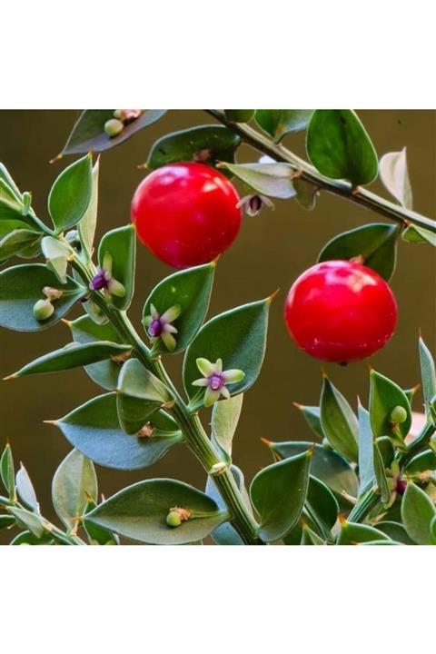 İdeaPazar Tüplü Ruscus Aculeatus Kokina Tavşan Memesi Bitkisi Fidanı