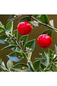 İdeaPazar Tüplü Ruscus Aculeatus Kokina Tavşan Memesi Bitkisi Fidanı