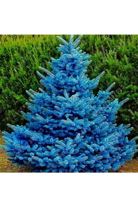 Bilgarden Mavi Ladin Tohumu (500 Tohum)