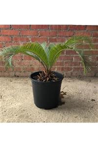 black leo Sikas Japon Sago Palmiyesi Cycas 40-50 Cm