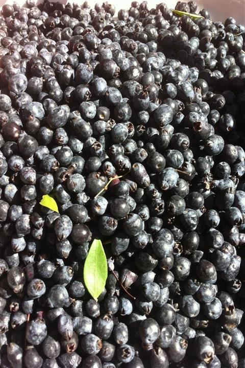 Kezeyce Siyah Murt Meyvesi / Doğal Yaban Mersini - 1 Kg. (ithal Mavi Yaban Mersini Değildir ! )