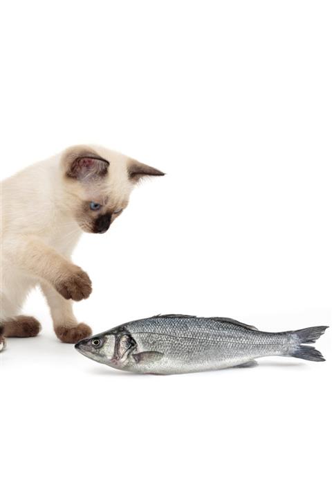 Bundera Büyük Boy Bez Balık Kedi Oyuncağı Kedi Otu Dolgulu Lw-09 Kedi Yatağı Tırmalama Oyuncağı