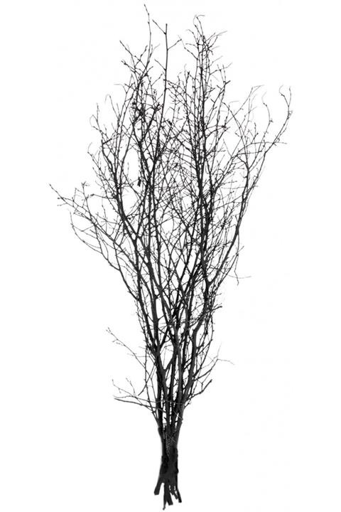 Euro Flora Kuru Bitki Gürgen Dalı Kçk. 100 cm. Siyah