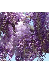 fidanistanbul Wisteria Brachybotrys Iko Yama Fuji Kısa Salkımlı Mor Salkım, Ithal, +150 Cm, Saksıda