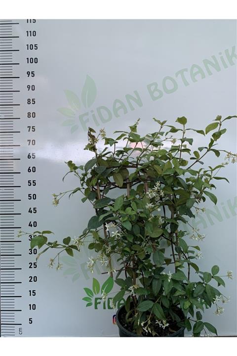 Fidan Botanik Arap Yasemini