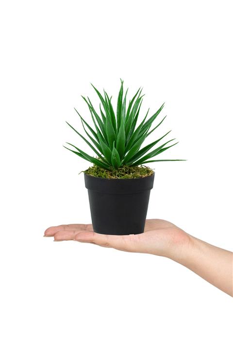 Çiçekmisin Siyah Mini Plastik Saksıda Yapay Aloe Vera Çiçeği