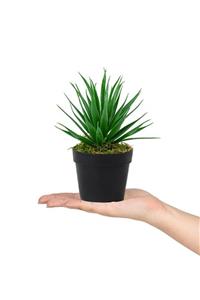 Çiçekmisin Siyah Mini Plastik Saksıda Yapay Aloe Vera Çiçeği