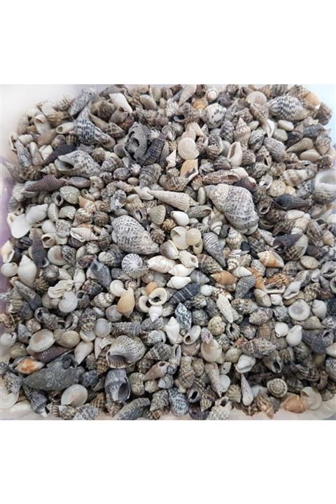 Aker Hediyelik Minik Doğal Deniz Kabuğu 1kg