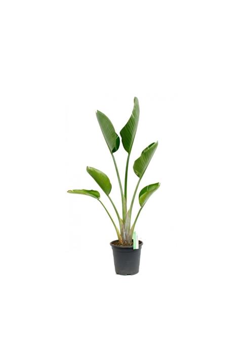 fidanistanbul Strelitzia Reginae Starliçya Turna Gagası, +120 Cm, Ithal, Saksıda