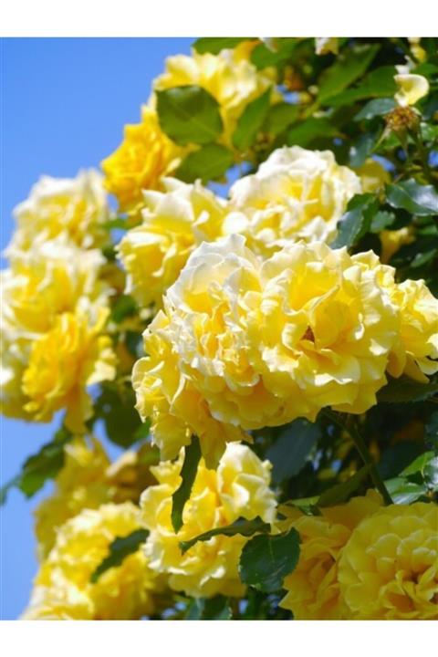 ruzgarbotanik Sarı Çardak Gülü Sarmaşık 120 cm