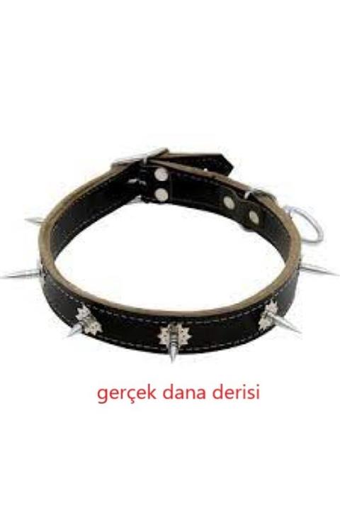 USAK Gerçek Dana Derisinden Üretim Çivili Köpek Tasması 70cm Kurt Tasması