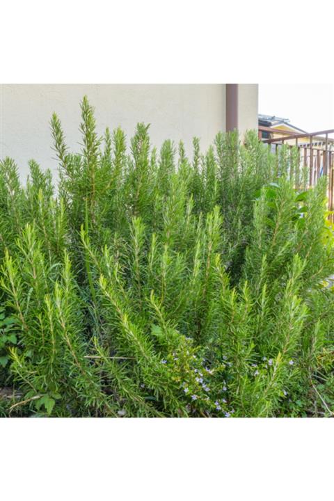 ALİBOTANİK Biberiye Fidanı Kuşdili 40 Cm