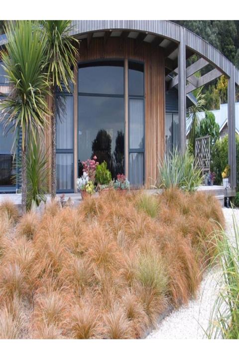 modabotanik 10 Adet Carex Testacea (yeni Zelanda Sazı) Hobi Bahçesi Bitkisi