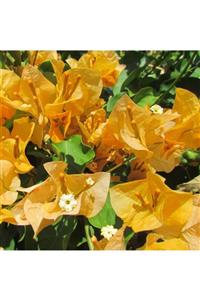 fidanistanbul Bougainvillea Spectabilis Yellow Sarı Begonvil Fidanı 60-80 cm Saksıda