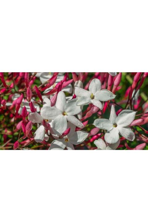 fidanistanbul Jasminum Polyanthum Pepita Pembe Beyaz Izmir Yasemini Fidanı, +120 Cm, Saksıda