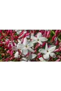 fidanistanbul Jasminum Polyanthum Pepita Pembe Beyaz Izmir Yasemini Fidanı, +120 Cm, Saksıda