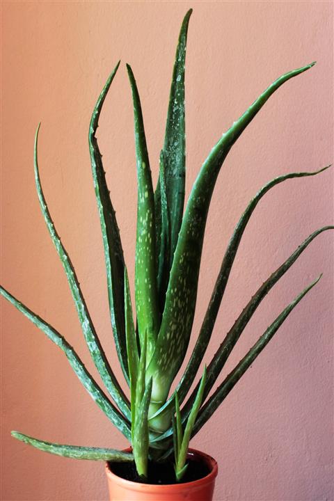 asteratya Tıbbi Aloevera Bitkisi - 55-60 cm Uzunlukta - Saksılı