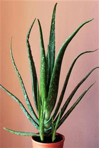 asteratya Tıbbi Aloevera Bitkisi - 55-60 cm Uzunlukta - Saksılı