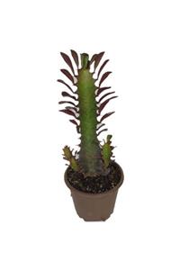 torubahce Euphorbia Trigona Rubra Kaktüs Kırmızı Süt Ağacı 1 Lt Sak Sı Içinde