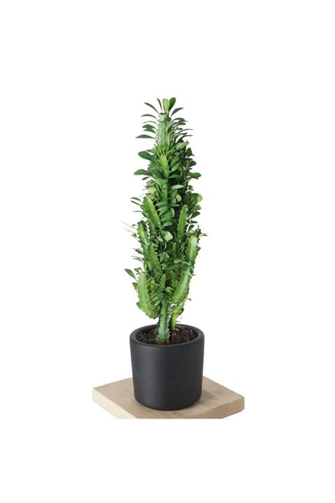 Heryerbitki Süs Bitkileri Euphorbia (afrika Süt Ağacı) 60-70cm Siyah Saksılı