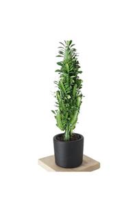 Heryerbitki Süs Bitkileri Euphorbia (afrika Süt Ağacı) 60-70cm Siyah Saksılı