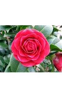 Vipfoni Kamelya (camellia Japonica) Çiçeği Tohum