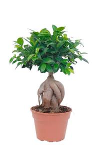 YEŞİLİMARKET Bonsai 25 -30cm Canlı Ev Salon Bitkisi Ofis Bitkisi