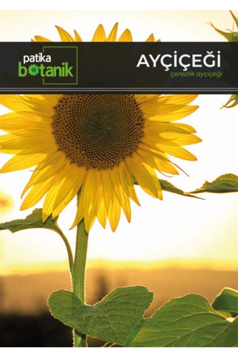 GüçlüTedarik 75 Adet Çerezlik Ayçiçeği Tohumu