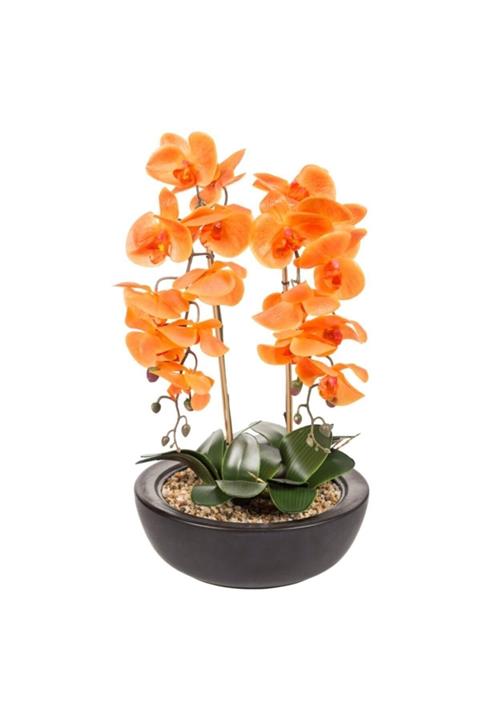 Tohum Dünyam 10 Adet Turuncu Orkide Tohumu