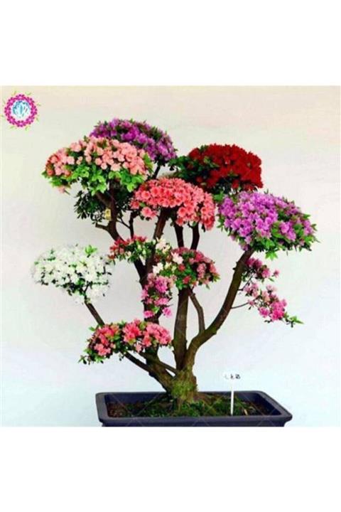 Eslem Tohumculuk Japon Gülü Ağacı Bonsai Tohumu
