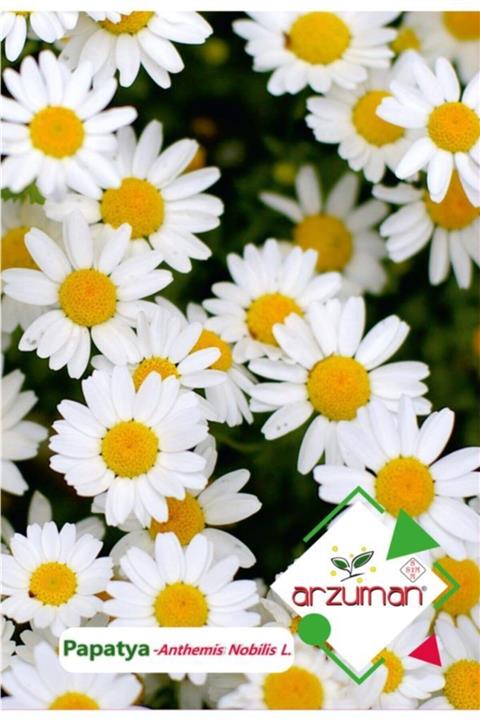 GüçlüTedarik Papatya (anthemis Nobilis L.) Çiçek Tohumu 100 Adet