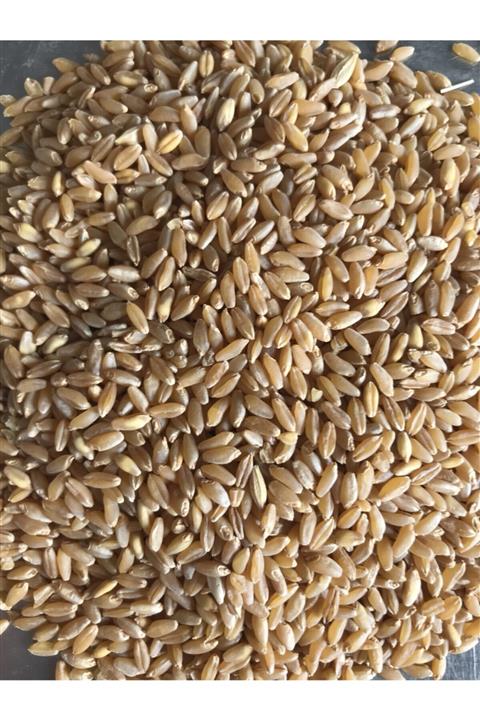 Buğdayım Sert Buğday Güvercin Yemi