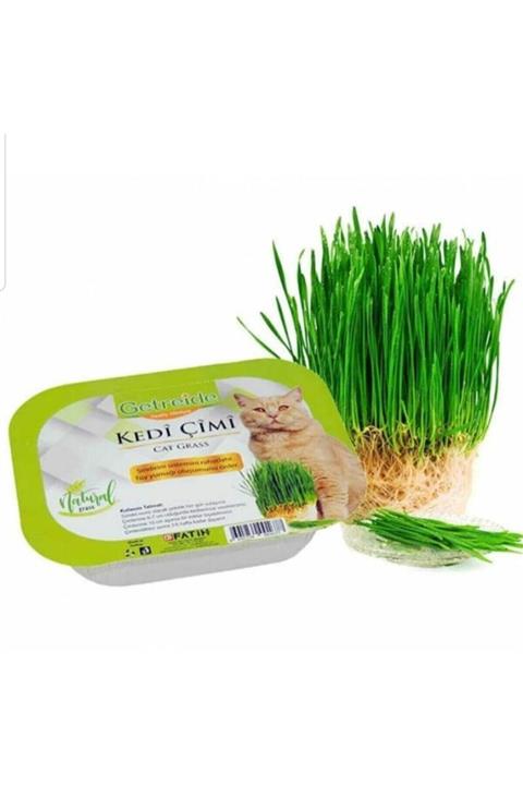 Getreide Fileli Kedi Çimi 500 gr