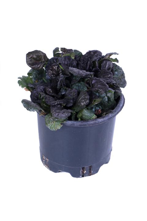 HOBİ VE BAHÇE Ajuga Bitkisi Saksı'da - Mayasıl Otu - Ajuga Reptans - Bordo - Yer Örtücü Bitki
