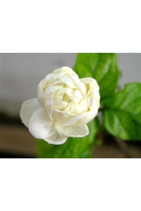 ruzgarbotanik 3 Adet Katmerli Ful Yasemin 60 Cm