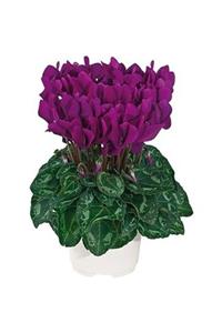 HAN BOTANİK 3 Adet Koyu Mor Sıklamen Çiçeği Soğanı (cyclamen Yumrusu)