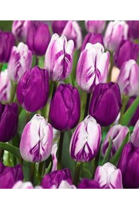 GARDENYA TOHUMCULUK 5 Adet Mor Alaca Lale Çiçek Soğan