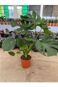 AnkaraSera Deve Tabanı Monstera Deliciosa Çiçeği 60 Cm