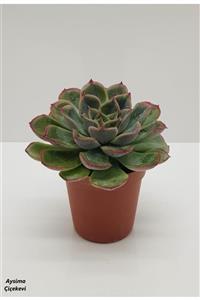 Aysima Çiçekevi Echeveria Pulidonis Ithal Sukulent 5.5 Mini Kaktüs Saksısında