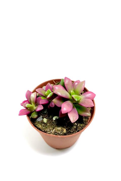 ünal kaktüs Anacampceros Rufescens Sunrise (variegata) Sukulent