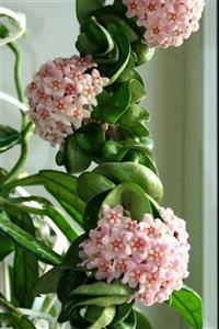 HAN BOTANİK 15 Adet Mum Çiçeği Tohumu (hoya Cornosa)