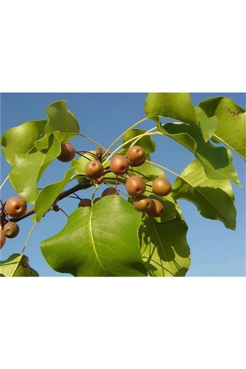 Mimoza Bitki Market Poşet Tüplü Mahlep Fidanı Fidesi 20-40 Cm 1 Adet