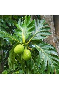 EvveBahce Tüplü Özel Tür Maclura Pomifera Yalancı Portakal (ayı Portakalı) Fidanı