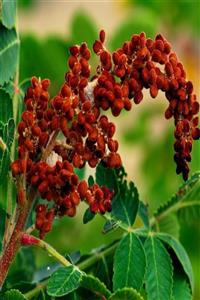 İdea Bahçe Tüplü Rhus Coriaria Sumak Ağacı Fidanı (15-20cm) 10 Adet