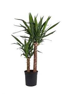AnkaraSera Yucca - Yuka Çiçeği 2 Gövdeli 135-150 Cm - 21'lik Saksıda