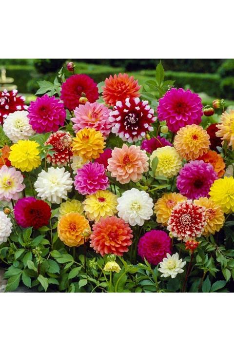 GARDENYA TOHUMCULUK Karışık Yıldız Dahlia Çiçek Soğanı 4 Adet