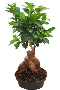 cicekevinde Ficus Gingseng Bonsai Ağacı Saksı Çapı Boyu 20-30 Cm