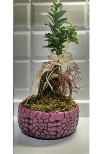 EYLÜL SUKULENT Dekoratif Model Saksıda Canlı Bonsai Tasarımı