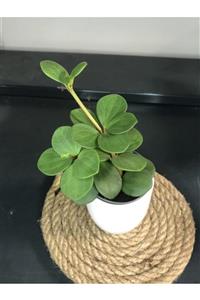 MB BOTANİK Peperomia Hope 6 Cm Saksıda Salon Bitkisi